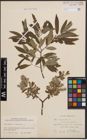 Foto von Salix cinerea L. x Salix viminalis L.